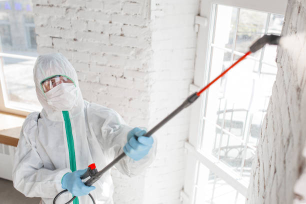 Best Mold Damage Restoration  in Waverly, TN